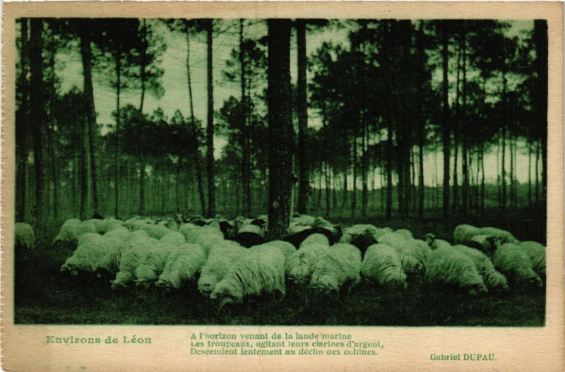Carte postale ancienne Environs de Léon - Flock à Léon