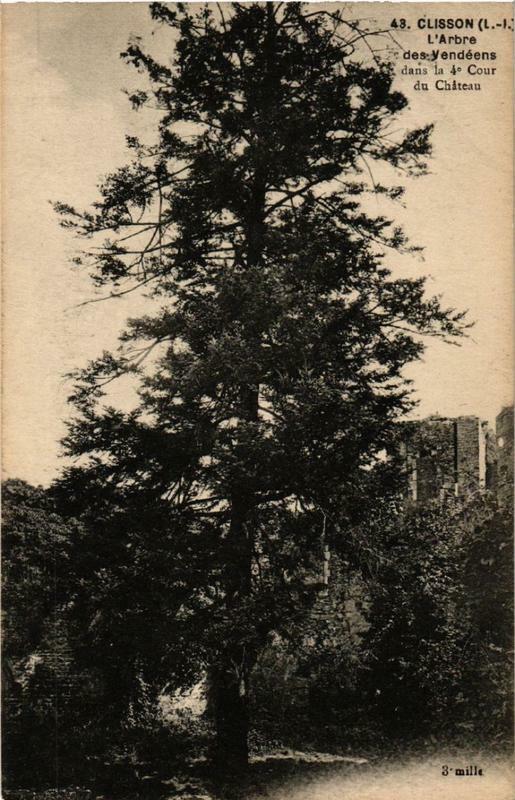 Carte postale ancienne Clisson L'Arbre des y endéens à Clisson