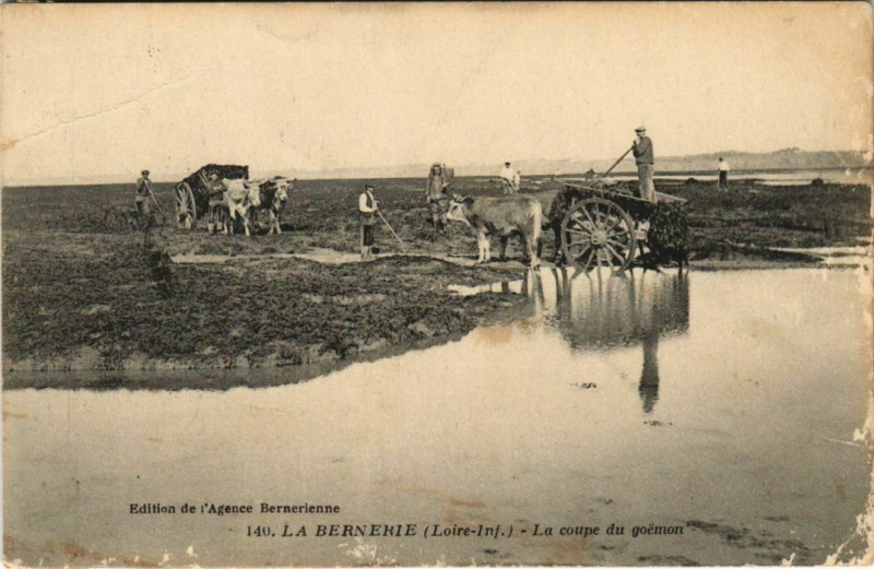 Carte postale ancienne La Bernerie La coupe du goemon