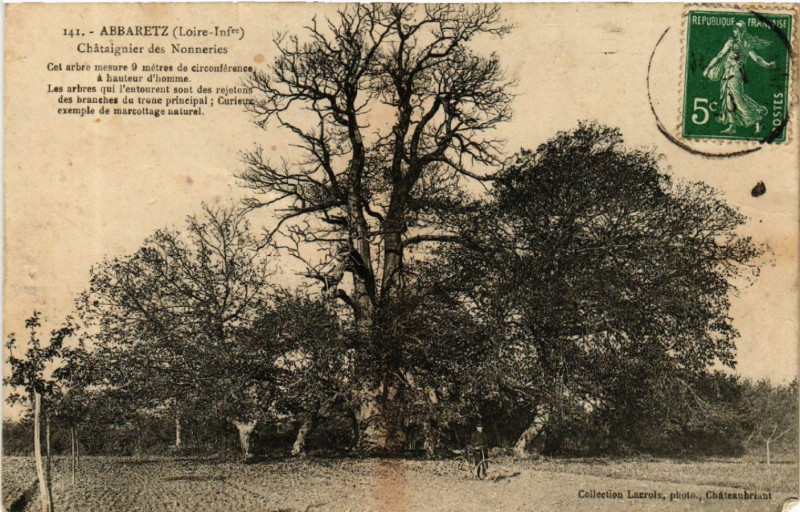 Carte postale ancienne Abbaretz (Loire-Inf.) - Chataignier des Ninneries à Abbaretz