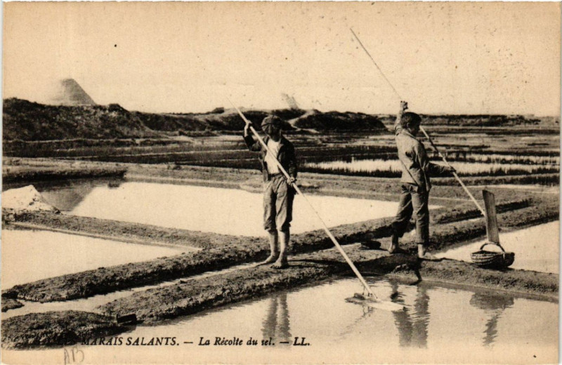 Carte postale ancienne Marais Salants - La Recolte du sel