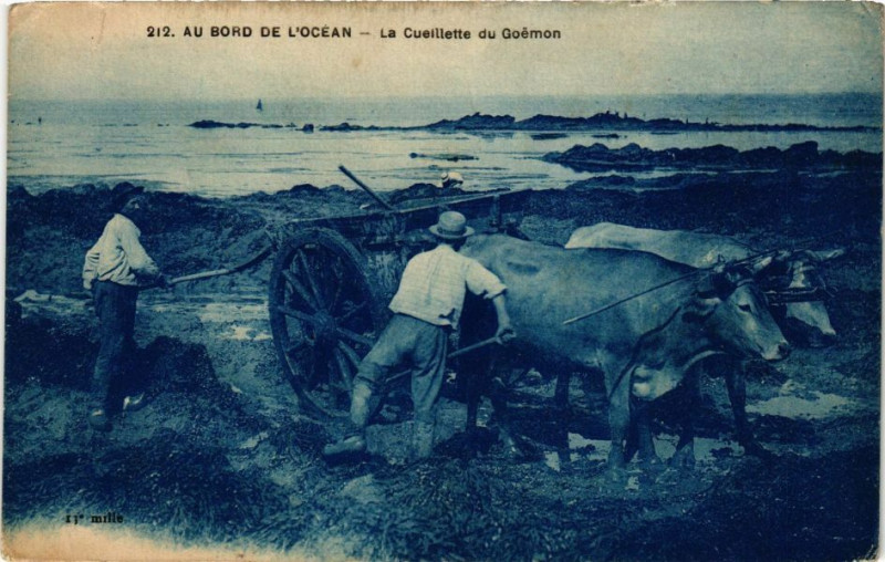Carte postale ancienne Au Bord de l'Ocean - La Cueillette du Goemon