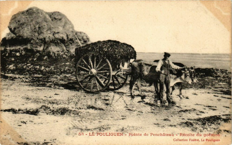 Carte postale ancienne Le Pouliguen - Pointe de PenChateau - Recolte du goenjou au Pouliguen