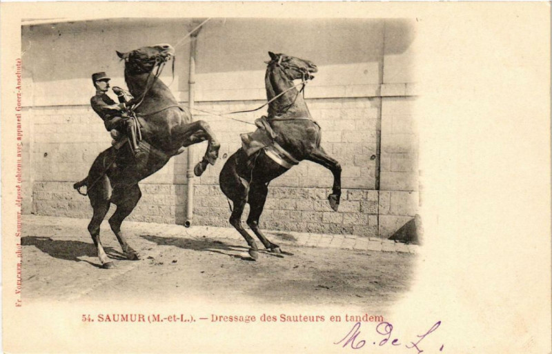 Carte postale ancienne Saumur Dressage des Sauteurs en tandem à Saumur