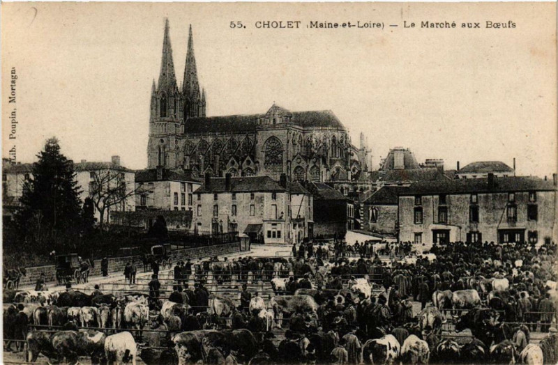 Carte postale ancienne Cholet Le Marche aux Boeufs à Cholet