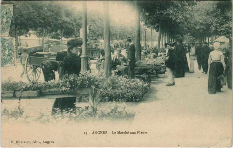 Carte postale ancienne Angers - Le Marche aux Fleurs à Angers