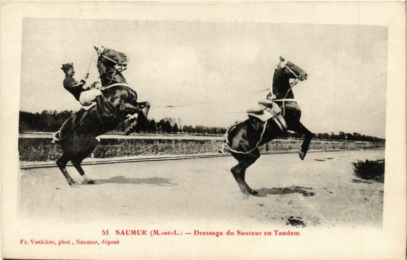 Carte postale ancienne Saumur - Dressage du Sauteur en Tandem à Saumur