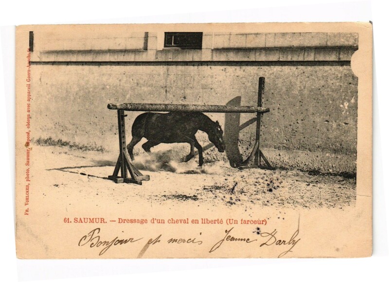 Carte postale ancienne Saumur - Dressage d'un cheval en liberte (Un farceur) à Saumur