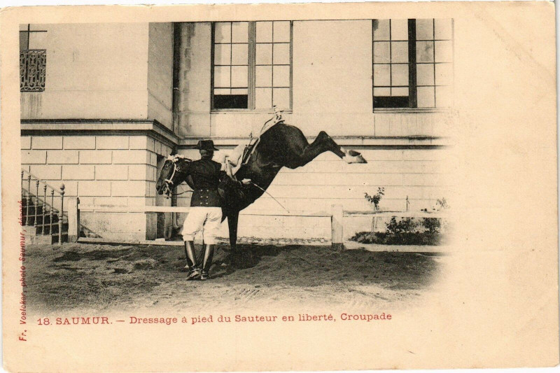 Carte postale ancienne Saumur - Dressage a pied du Sauteur en liberte Croupade à Saumur