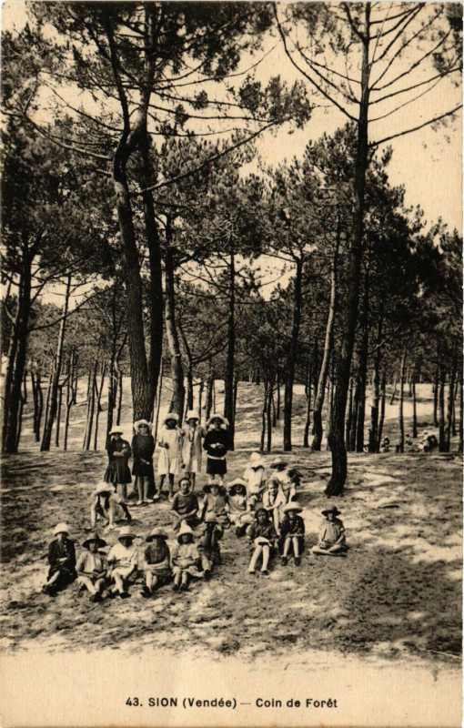 Carte postale ancienne Sion - Coin de Foret