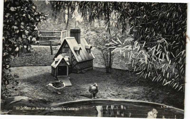 Carte postale ancienne Ed. Aqua 137 Le Mans Jardin des Plantes les canards au Mans
