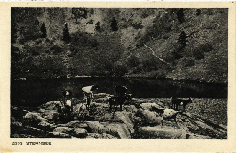 Carte postale ancienne Sternsée - Scene
