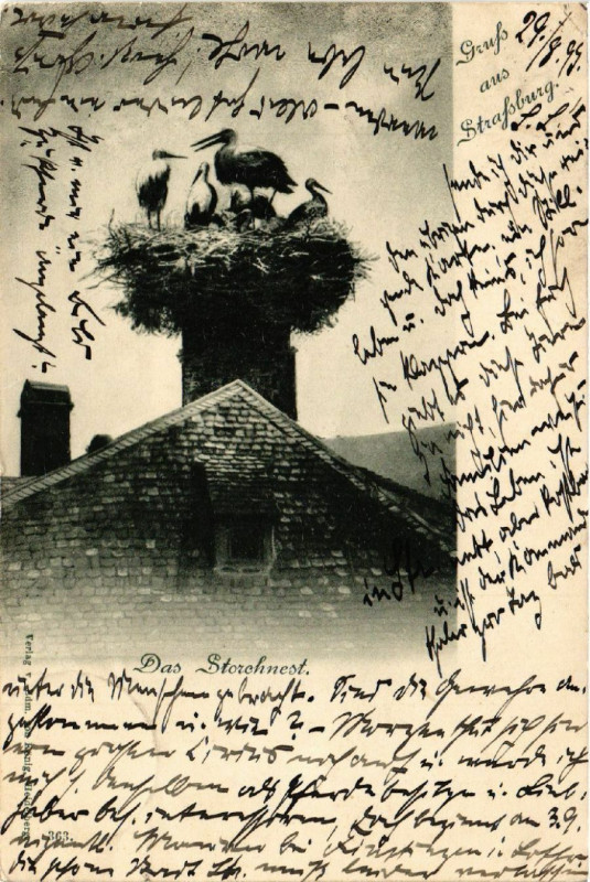 Carte postale ancienne Das Storchnest