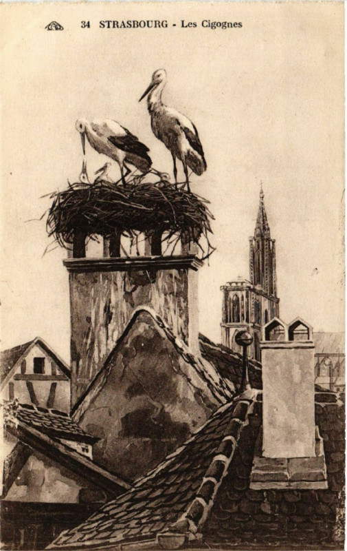 Carte postale ancienne Strasbourg - Les Cigognes à Strasbourg