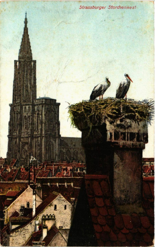 Carte postale ancienne STRASSBURGer Storchennest