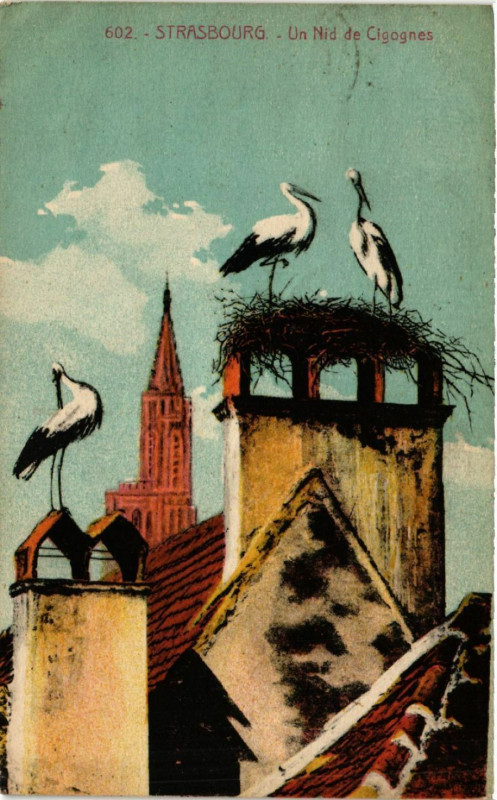 Carte postale ancienne Strasbourg - Un Nid de Cigognes à Strasbourg
