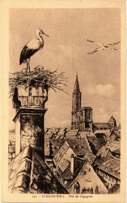 Carte postale ancienne Strasbourg - Nid de Cigognes à Strasbourg