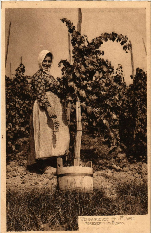 Carte postale ancienne Vendangeuse en Alsace - Herbsterin im Elsass - Folklore - Type