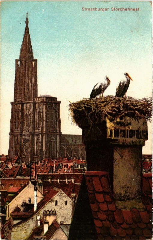 Carte postale ancienne STRASSBURGer - Storchennest
