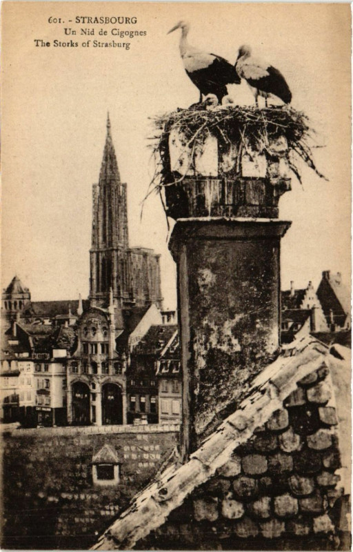 Carte postale ancienne Strasbourg - Un Nid de Cigognes à Strasbourg