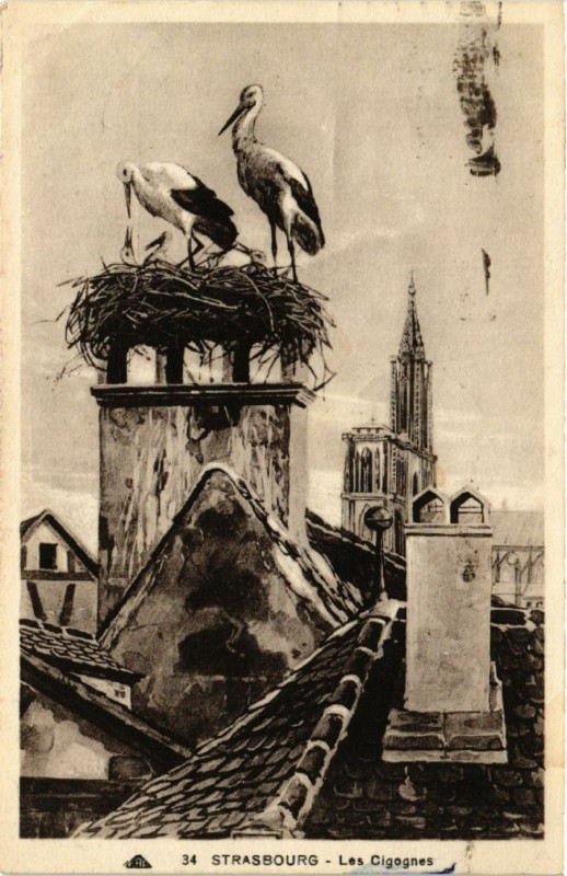 Carte postale ancienne Strasbourg - Les Cigognes à Strasbourg