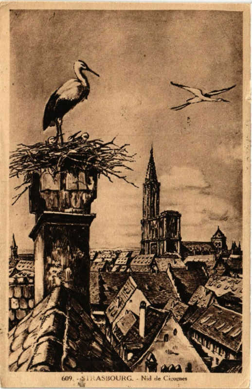 Carte postale ancienne Strasbourg - Nid de Cigognes à Strasbourg
