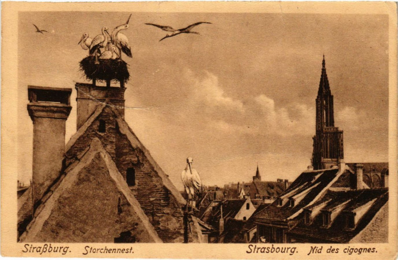 Carte postale ancienne Strassburg Nid des cigognes