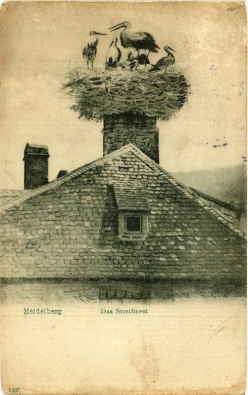 Carte postale ancienne Heidelberg - Das Storchnest à Berg