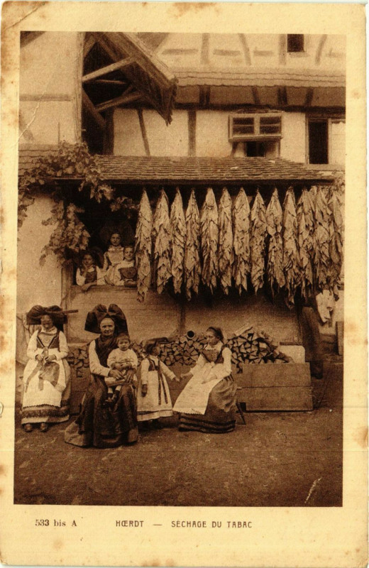 Carte postale ancienne Hoerdt - Sechage du Tabac à Hoerdt