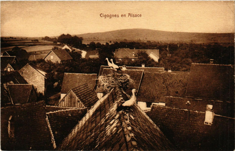 Carte postale ancienne Cigognes en Alsace