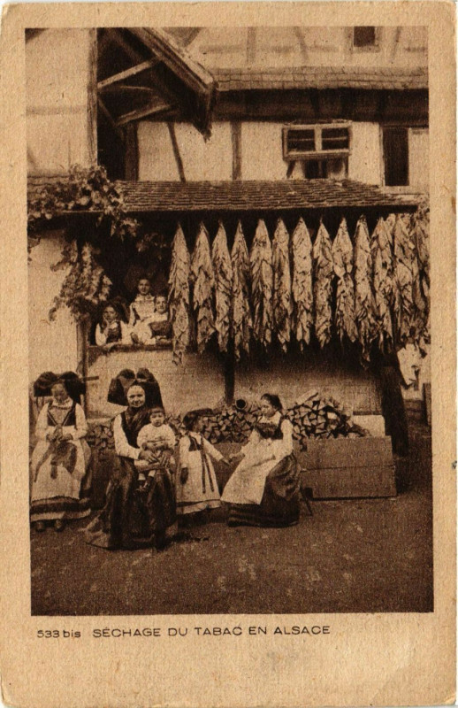 Carte postale ancienne Sechage du Tabac en Alsace