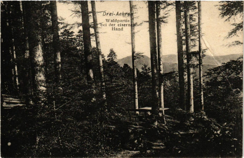 Carte postale ancienne Drei-Aehren - Waldpartie