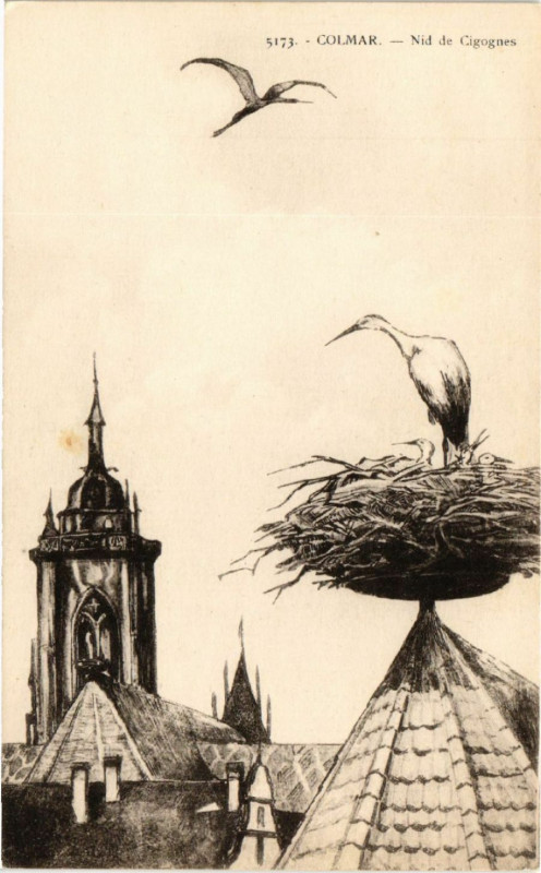 Carte postale ancienne Colmar - Nid de Cigognes à Colmar