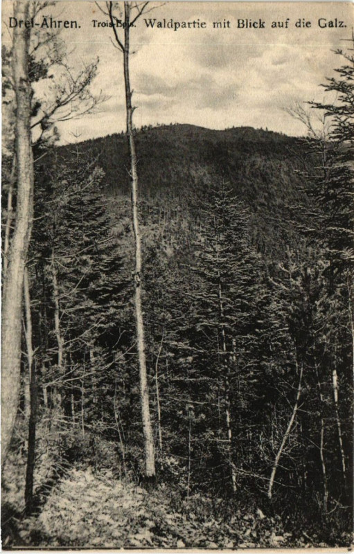 Carte postale ancienne Drei-Aehren - Trois-Bois - Waldpartie mit Blick auf die Galz