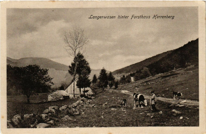 Carte postale ancienne Langenwasen hinter Forsthaus Herrenberg