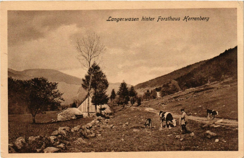 Carte postale ancienne Langenwasen hinter Forsthaus Herrenberg