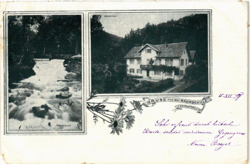 Carte postale ancienne Gruss von der Baumschule