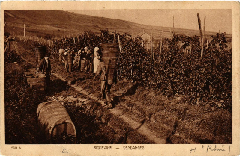 Carte postale ancienne Riquewihr - Vendanges à Riquewihr