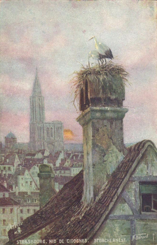 Carte postale ancienne Strassbourg.nid de Cigognes. Storchennest