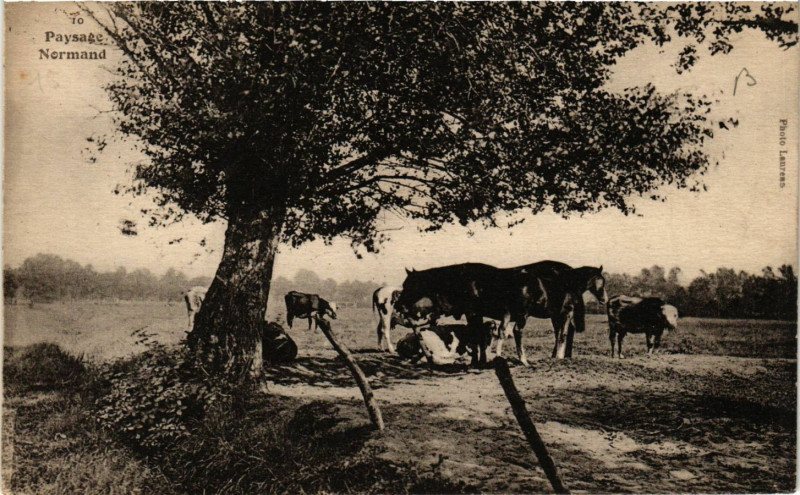 Carte postale ancienne Paysage Normand