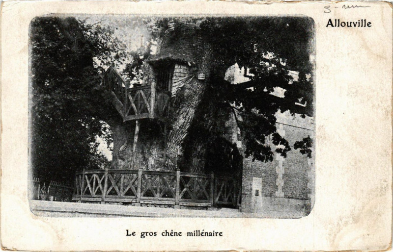 Carte postale ancienne Allouville Le gros chene millenaire