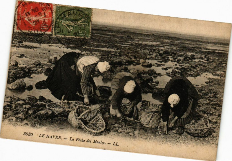 Carte postale ancienne Le Havre - La Peche des Moules au Havre