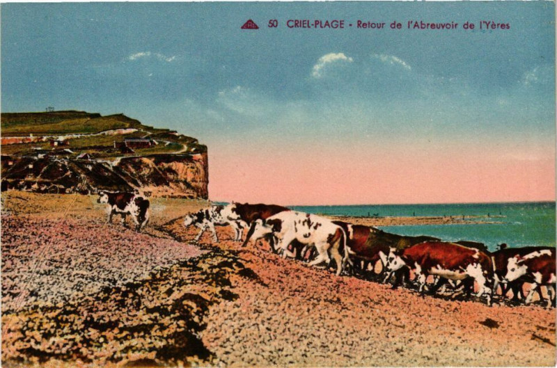 Carte postale ancienne Criel Plage-Retour de l'Abreuvoir de l'Yeres à Eu