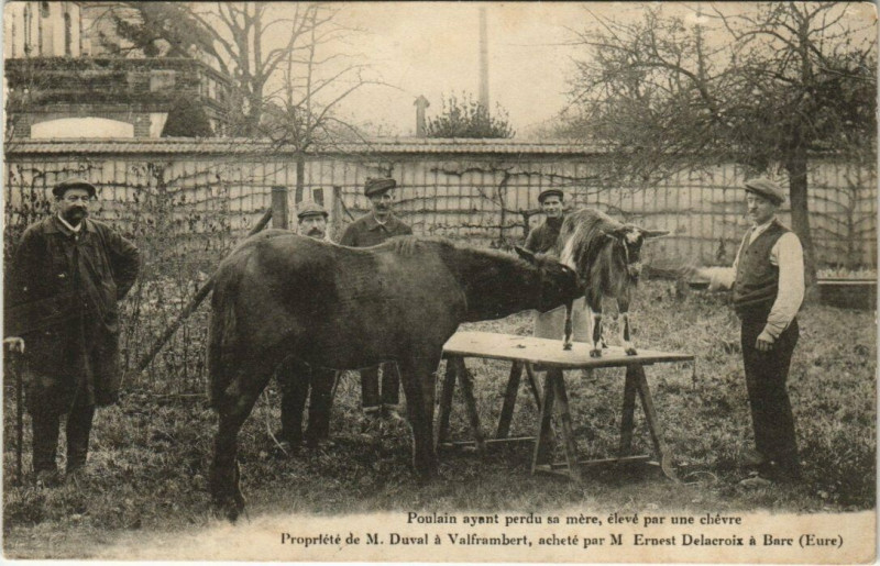 Carte postale ancienne Bare - Poulain ayant perdu sa mere elevé par une chevre