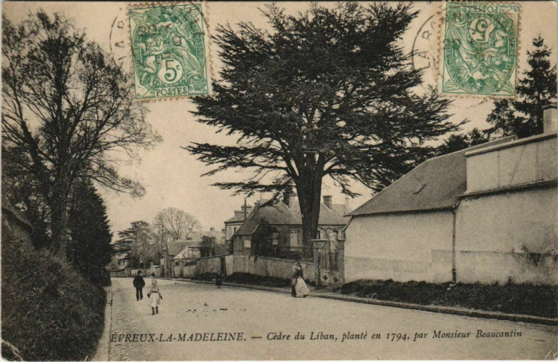 Carte postale ancienne Evreux la Madeleine-Cédre du Liban à Évreux