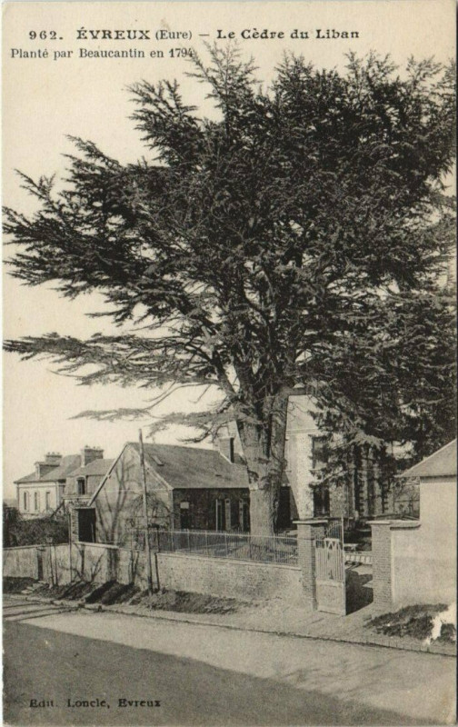Carte postale ancienne Evreux-Le Cédre du Liban à Évreux