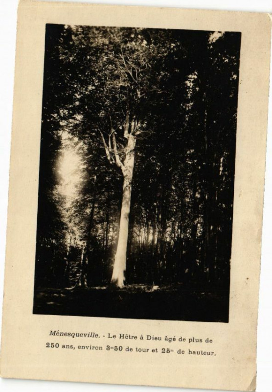 Carte postale ancienne Ménesqueville - Le Hetré a Dieu age de plus de 250 ans à Ménesqueville