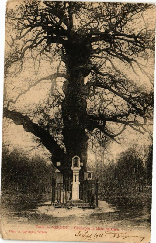 Carte postale ancienne Foret de Vernon - Chéne de la Mére de Dieu à Vernon