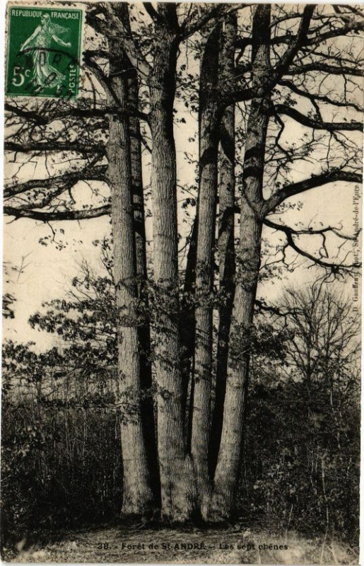 Carte postale ancienne Foret de Saint-Andre - Les sept chénes