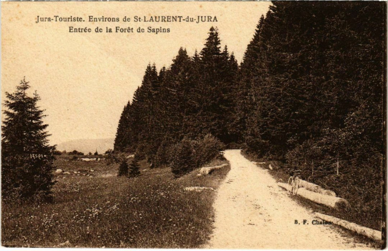 Carte postale ancienne Entree de la Foret de Sapins France